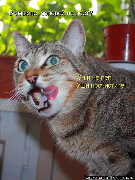 В смысле, соловей не поёт? Он и не пел, Уши прочистите!... Котоматрица: В смысле, соловей не поёт? Он и не пел, Уши прочистите!
