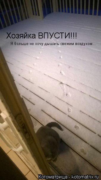 Котоматрица: Хозяйка ВПУСТИ!!!  Я больше не хочу дышать свежим воздухом...