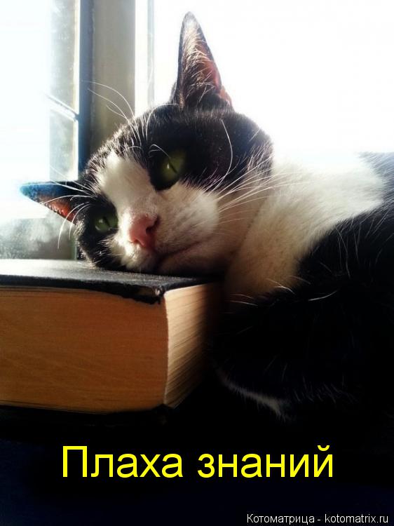 Котоматрица: Плаха знаний
