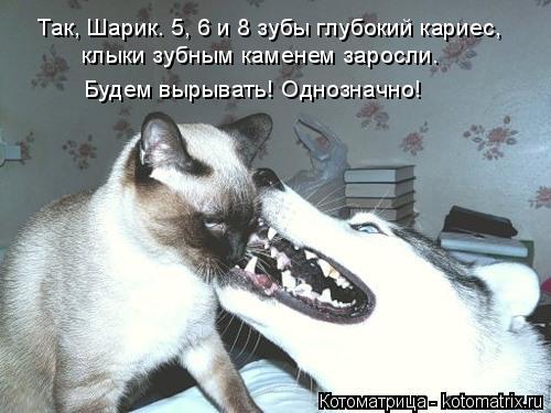 Так, Шарик. 5, 6 и 8 зубы глубокий кариес, клыки зубным каменем заросли. Будем вырывать! Однозначно!... Котоматрица: Так, Шарик. 5, 6 и 8 зубы глубокий кариес, клыки зубным каменем заросли. Будем вырывать! Однозначно!