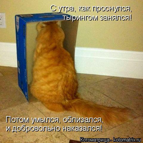 С утра, как проснулся, тырингом занялся! Потом умылся, облизался, и добровольно наказался!... Котоматрица: С утра, как проснулся, тырингом занялся! Потом умылся, облизался, и добровольно наказался!