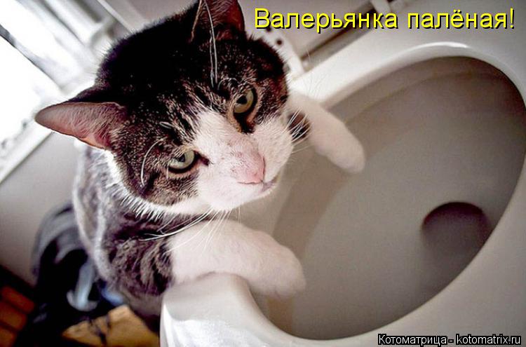 Валерьянка палёная!... Котоматрица: Валерьянка палёная!