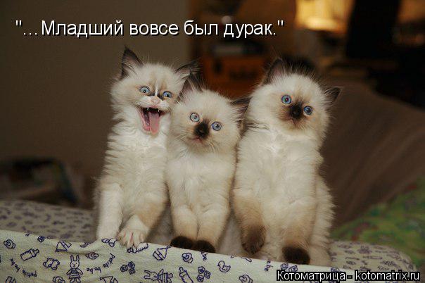 "…Младший вовсе был дурак."... Котоматрица: "…Младший вовсе был дурак."