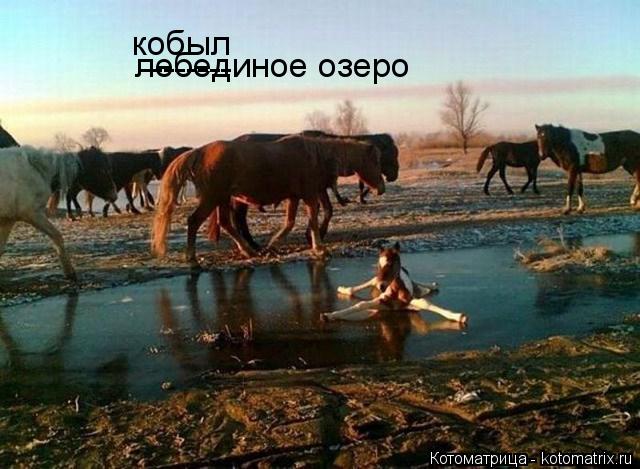 лебединое озеро -------- кобыл... Котоматрица: лебединое озеро -------- кобыл