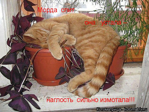 Котоматрица: Морда  спит   она   устала – наглость  сильно измотала!!!