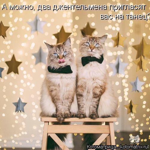 А можно, два джентельмена пригласят вас на танец?... Котоматрица: А можно, два джентельмена пригласят вас на танец?
