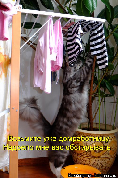 Котоматрица: Возьмите уже домработницу. Надоело мне вас обстирывать