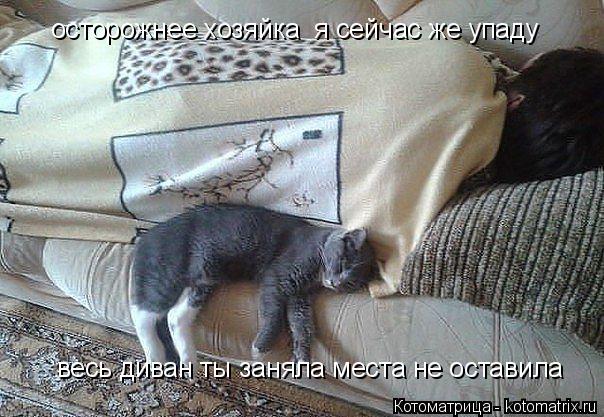 осторожнее хозяйка я сейчас же упаду весь диван ты заняла места не оставила... Котоматрица: осторожнее хозяйка я сейчас же упаду весь диван ты заняла места не оставила