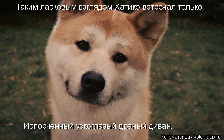 Котоматрица: Таким ласковым взглядом Хатико встречал только   Испорченный узкоглазый драный диван...
