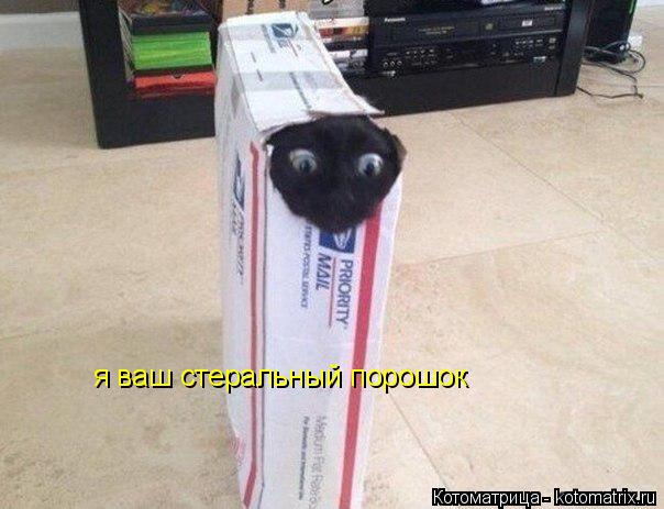 я ваш стеральный порошок... Котоматрица: я ваш стеральный порошок