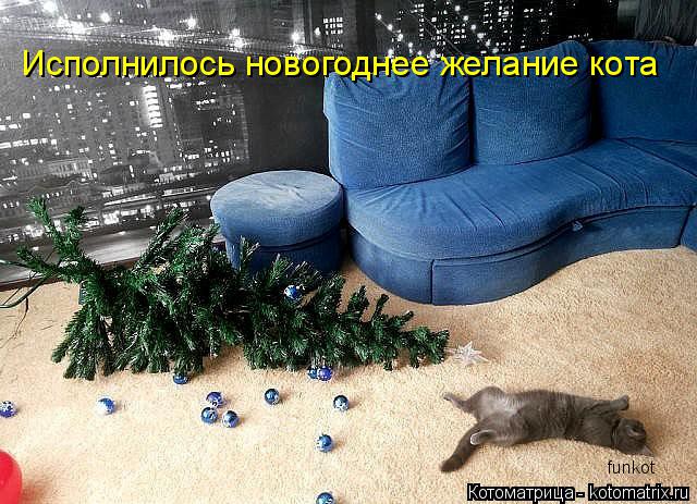 Исполнилось новогоднее желание кота funkot... Котоматрица: Исполнилось новогоднее желание кота funkot