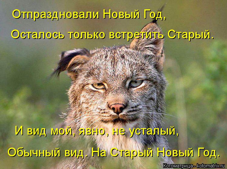 Котоматрица: Отпраздновали Новый Год,  Осталось только встретить Старый. И вид мой, явно, не усталый, Обычный вид. На Старый Новый Год.