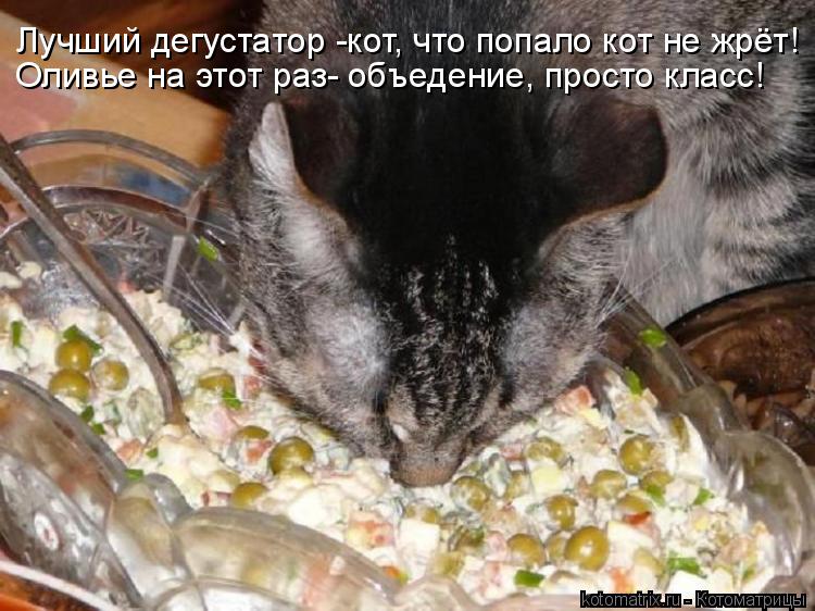 Котоматрица: Лучший дегустатор -кот, что попало кот не жрёт! Оливье на этот раз- объедение, просто класс!