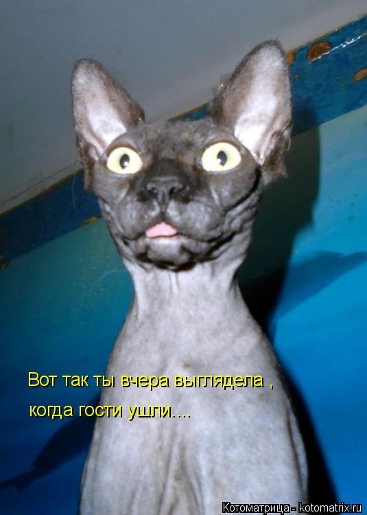 Вот так ты вчера выглядела , когда гости ушли....... Котоматрица: Вот так ты вчера выглядела , когда гости ушли....