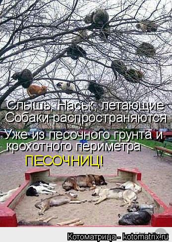 Котоматрица: Слышь, Наськ, летающие  Собаки распространяются Уже из песочного грунта и  крохотного периметра ПЕСОЧНИЦ!