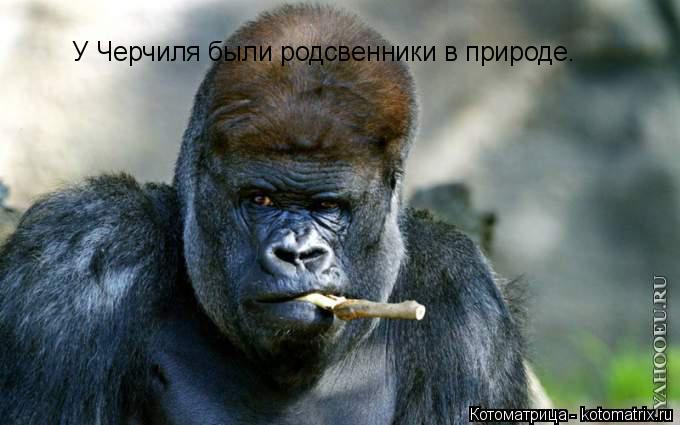 Котоматрица: У Черчиля были родсвенники в природе.