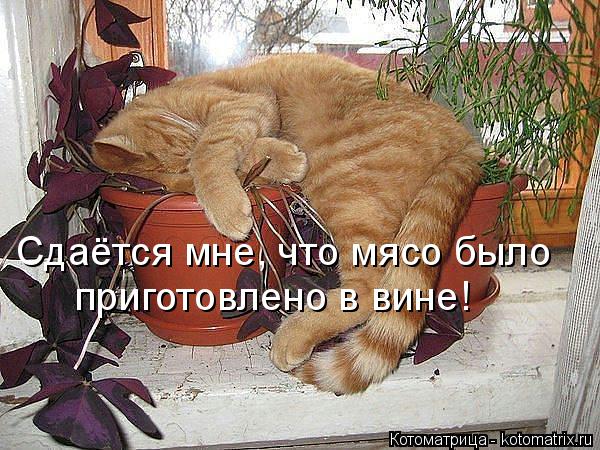 Сдаётся мне, что мясо было приготовлено в вине!... Котоматрица: Сдаётся мне, что мясо было приготовлено в вине!
