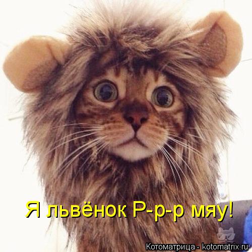 Я львёнок Р-р-р мяу!... Котоматрица: Я львёнок Р-р-р мяу!