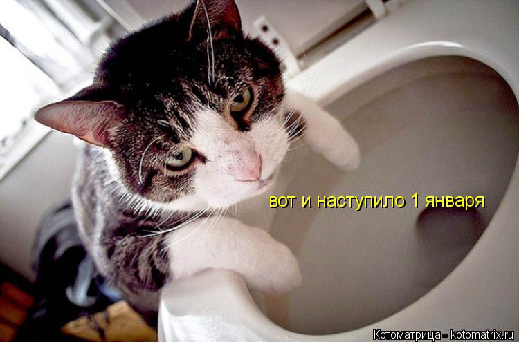 Котоматрица: вот и наступило 1 января