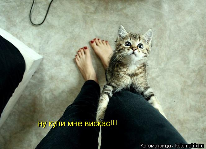 ну купи мне вискас!!!... Котоматрица: ну купи мне вискас!!!
