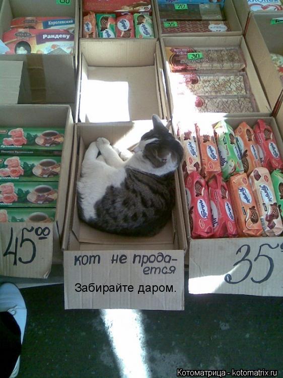 Забирайте даром.... Котоматрица: Забирайте даром.