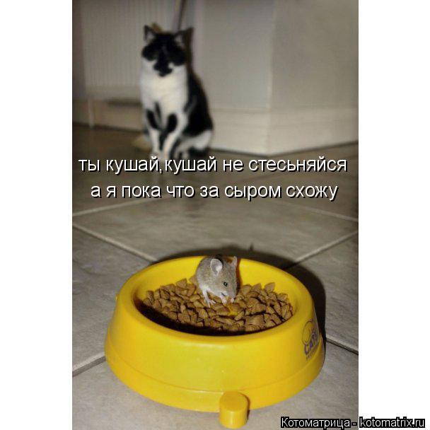 Котоматрица: ты кушай,кушай не стесьняйся а я пока что за сыром схожу