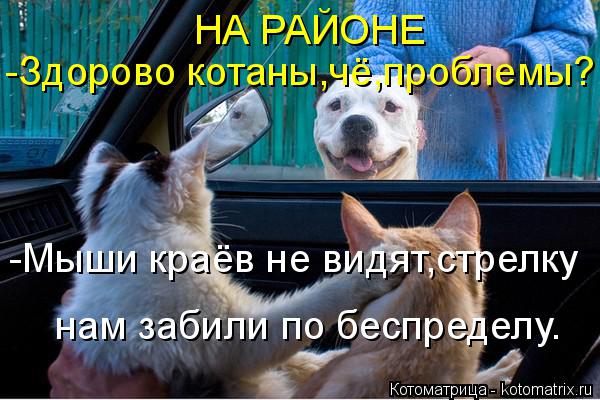 Котоматрица: НА РАЙОНЕ -Здорово котаны,чё,проблемы? -Мыши краёв не видят,стрелку нам забили по беспределу.