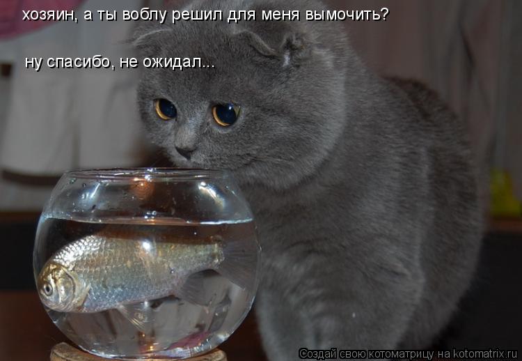 Котоматрица: хозяин, а ты воблу решил для меня вымочить? ну спасибо, не ожидал...