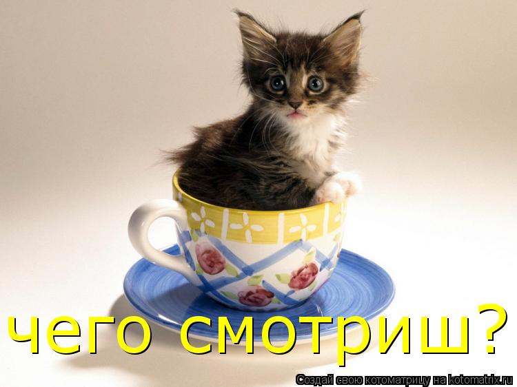 чего смотриш?... Котоматрица: чего смотриш?