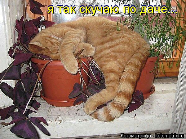 я так скучаю по даче... я так скучаю по даче...... Котоматрица: я так скучаю по даче... я так скучаю по даче...