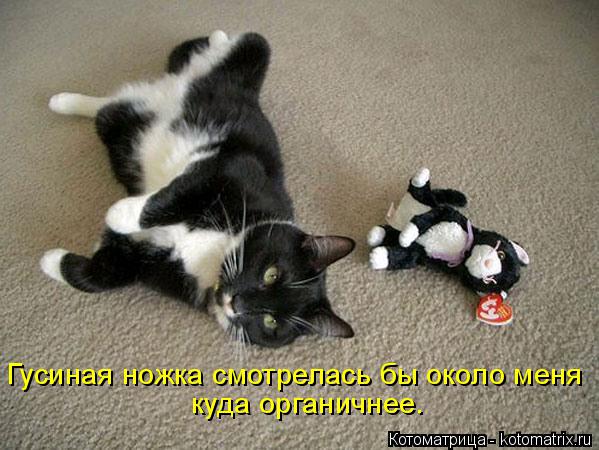 Котоматрица: Гусиная ножка смотрелась бы около меня куда органичнее.