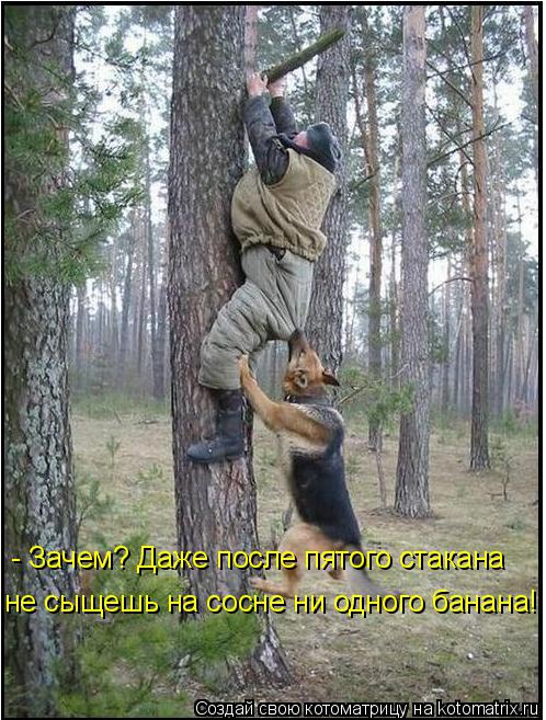 - Зачем? Даже после пятого стакана не сыщешь на сосне ни одного банана!... Котоматрица: - Зачем? Даже после пятого стакана не сыщешь на сосне ни одного банана!