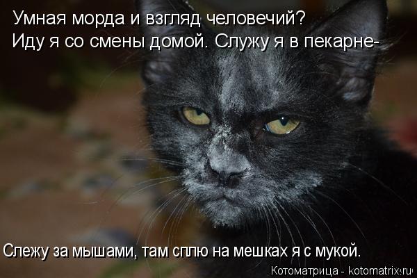 Умная морда и взгляд человечий? Иду я со смены домой. Служу я в пекарне- Слежу за мышами, там сплю на... Котоматрица: Умная морда и взгляд человечий? Иду я со смены домой. Служу я в пекарне- Слежу за мышами, там сплю на мешках я с мукой.