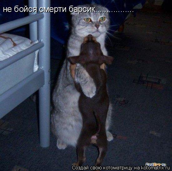 не бойся смерти барсик.................... Котоматрица: не бойся смерти барсик.................