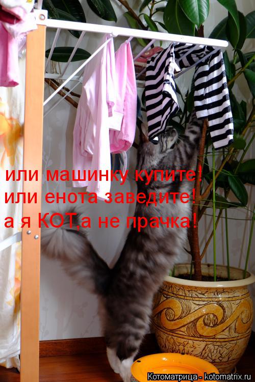 или машинку купите! или енота заведите! а я КОТ,а не прачка!... Котоматрица: или машинку купите! или енота заведите! а я КОТ,а не прачка!