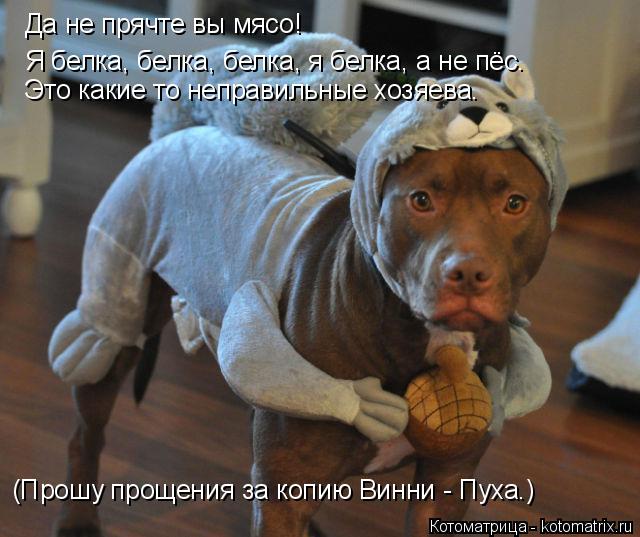 Да не прячте вы мясо! Я белка, белка, белка, я белка, а не пёс. Это какие то неправильные хозяева. (П... Котоматрица: Да не прячте вы мясо! Я белка, белка, белка, я белка, а не пёс. Это какие то неправильные хозяева. (Прошу прощения за копию Винни - Пуха.)