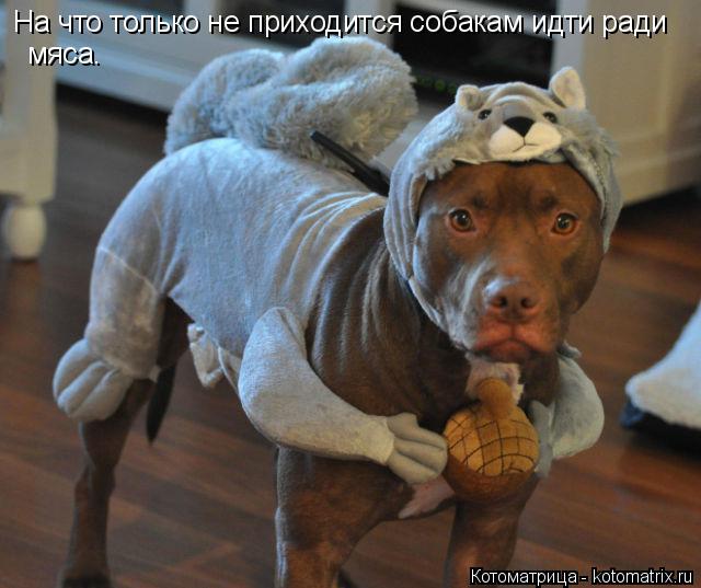 Котоматрица: На что только не приходится собакам идти ради мяса.