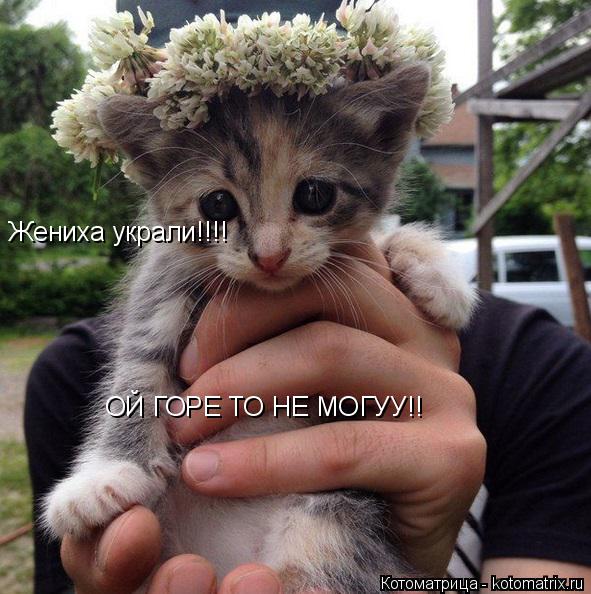 Котоматрица: Жениха украли!!!! ОЙ ГОРЕ ТО НЕ МОГУУ!!