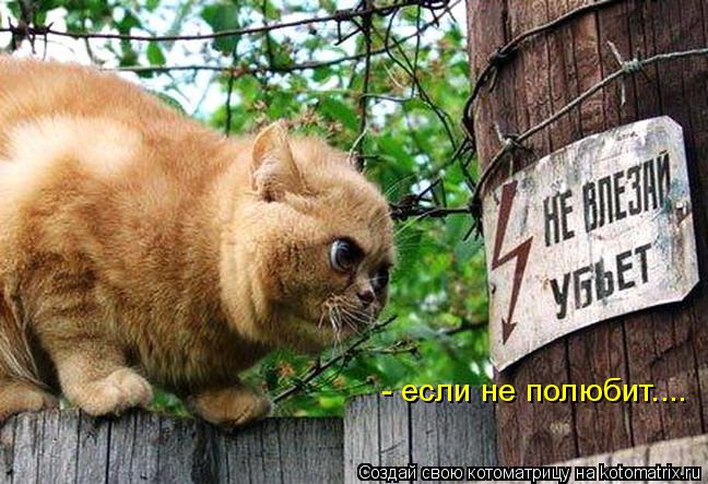 Котоматрица: - если не полюбит....