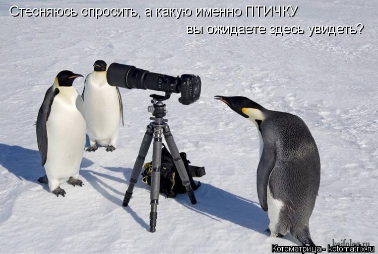 Стесняюсь спросить, а какую именно ПТИЧКУ вы ожидаете здесь увидеть?... Котоматрица: Стесняюсь спросить, а какую именно ПТИЧКУ вы ожидаете здесь увидеть?