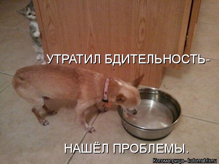 УТРАТИЛ БДИТЕЛЬНОСТЬ- НАШЁЛ ПРОБЛЕМЫ.... Котоматрица: УТРАТИЛ БДИТЕЛЬНОСТЬ- НАШЁЛ ПРОБЛЕМЫ.
