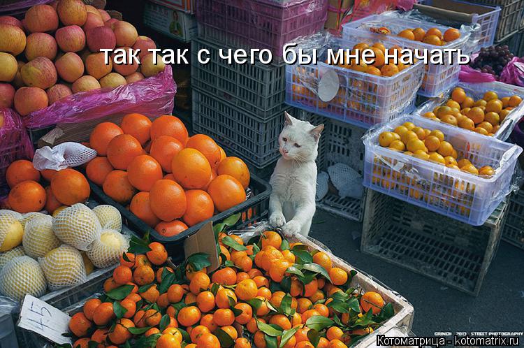 так так с чего бы мне начать... Котоматрица: так так с чего бы мне начать