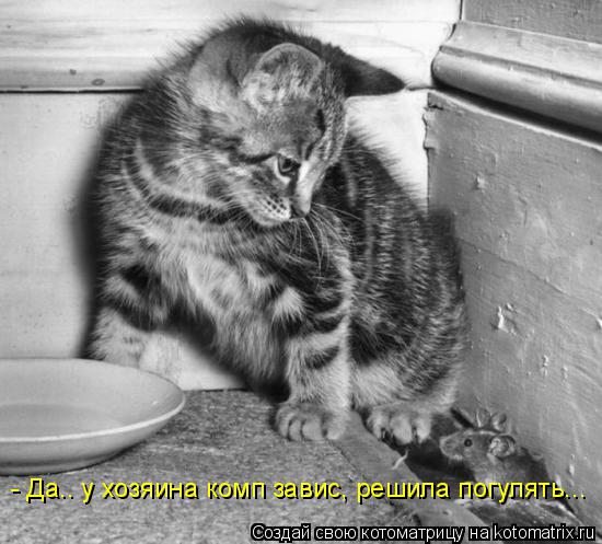 Котоматрица: - Да.. у хозяина комп завис, решила погулять...