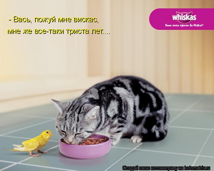 Котоматрица: - Вась, пожуй мне вискас, мне же все-таки триста лет....