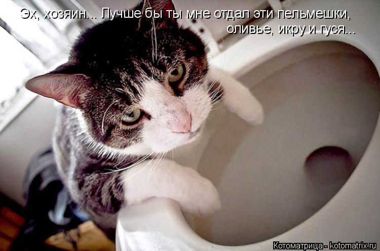 Эх, хозяин... Лучше бы ты мне отдал эти пельмешки, оливье, икру и гуся...... Котоматрица: Эх, хозяин... Лучше бы ты мне отдал эти пельмешки, оливье, икру и гуся...