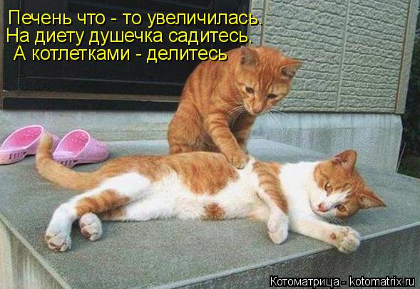 Котоматрица: Печень что - то увеличилась. На диету душечка садитесь.  А котлетками - делитесь