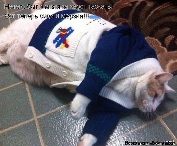 Котоматрица: Нечего было меня за хвост таскать! Вот теперь сиди и мерзни!!!