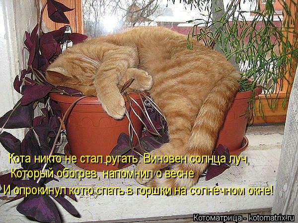 Котоматрица: Кота никто не стал ругать. Виновен солнца луч, Который обогрев, напомнил о весне И опрокинул котю спать в горшки на солнечном окне!