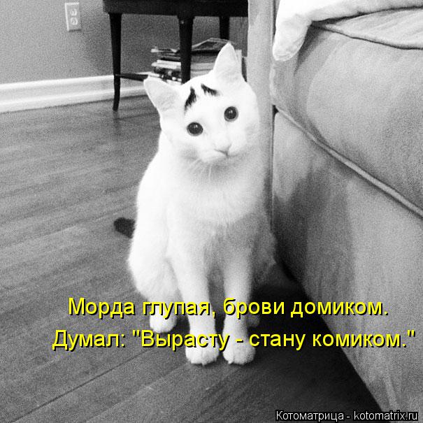 Котоматрица: Морда глупая, брови домиком. Думал: "Вырасту - стану комиком."