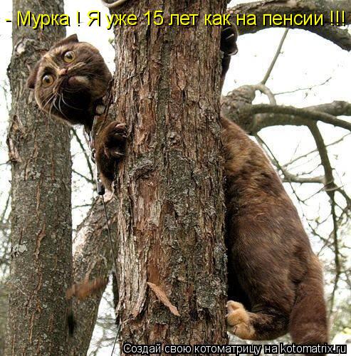 Котоматрица: - Мурка ! Я уже 15 лет как на пенсии !!!